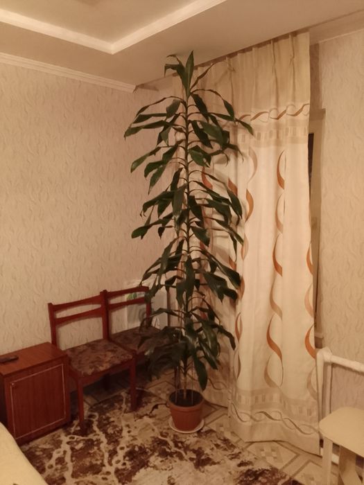 Драцена деремская.