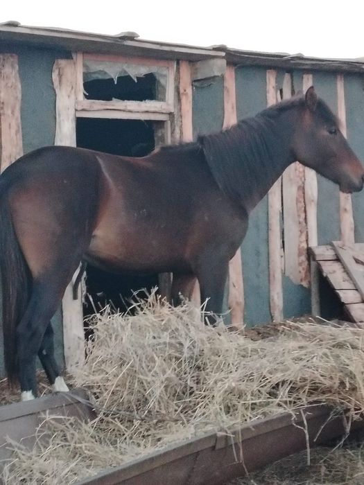 Продам Айгыра 900 000