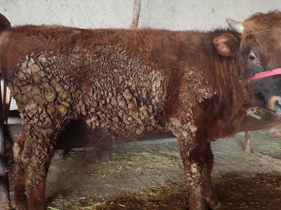 Buqqa sotiladi. Zotdor. Narxi kelishilinadi