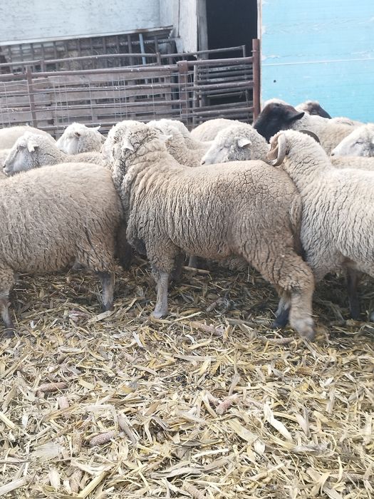 Oi cu mei și nutreț