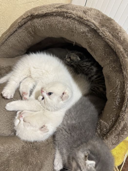 Mushuk sotiladi, SCOTTISH FOLD