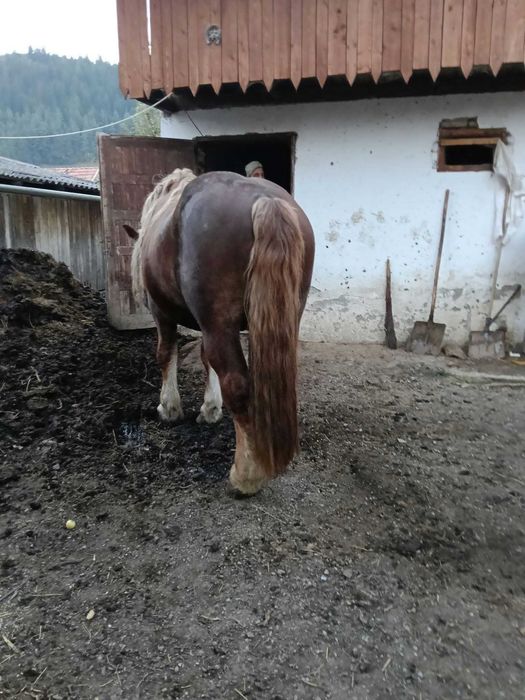 Armasar cu pedigree