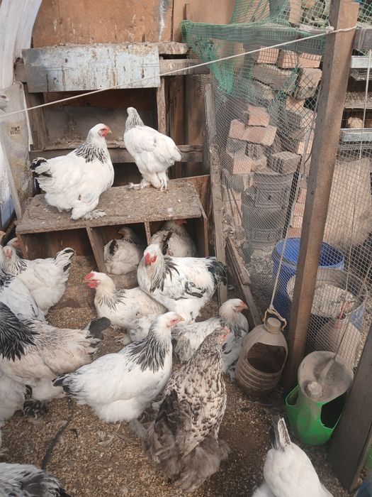 Продам петуха брама