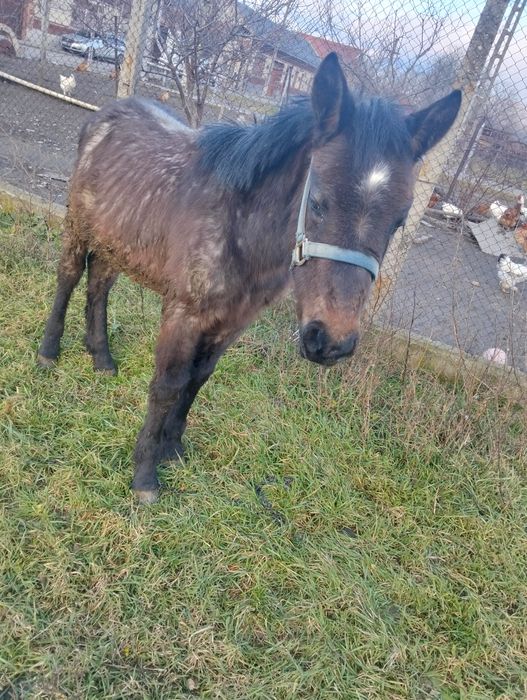 Vând mânz de un an și jumătate sau se schimbă pe o mânză