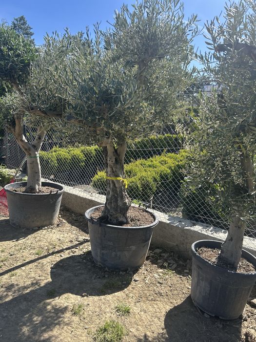 Vand maslini seculari si bonsai
