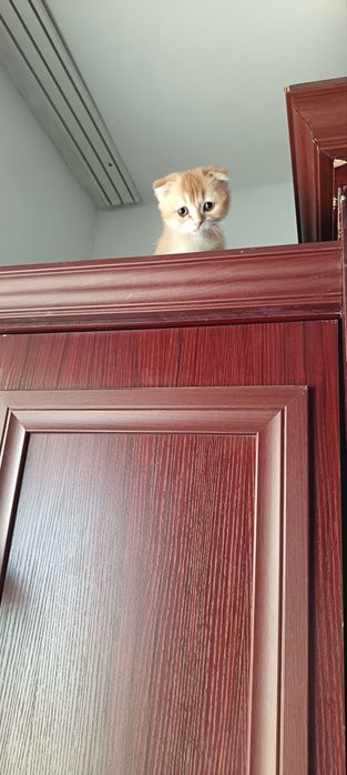 Scottish fold strayt