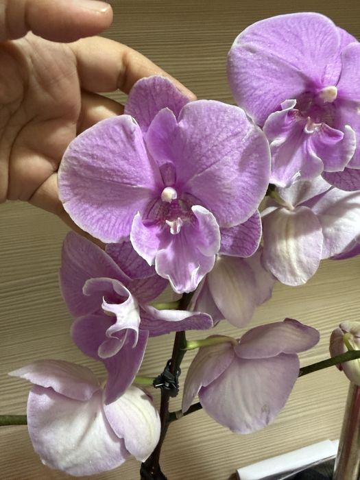 Орхидеи орхидея цветут