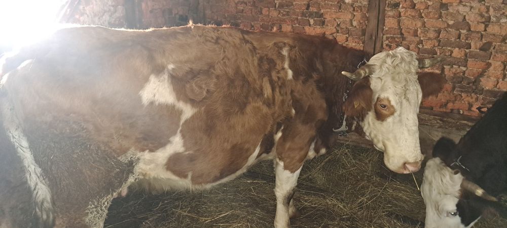 Vaca de vânzare gestanta