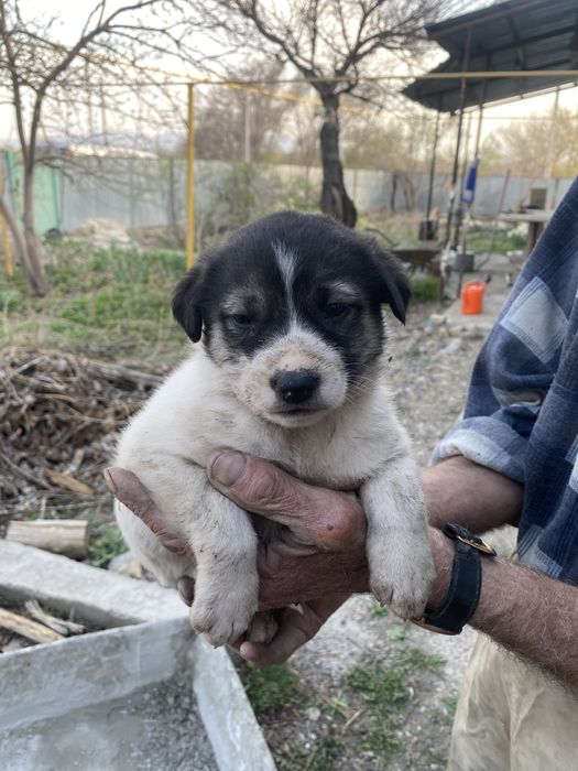 Классные щенки , мини овчарки