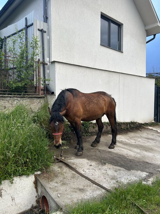 Cal tanar, 5 ani