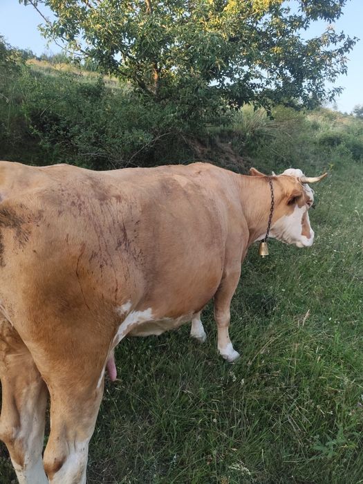 Vind vacă de 9-10 ani