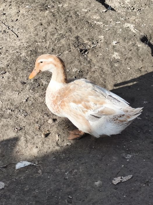 Продам уток шипуны и кряки