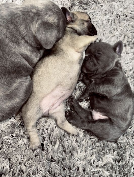 Bulldogi francezi urgent