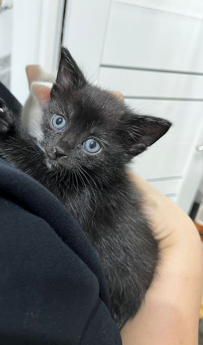 Отдам котят в добрые руки!