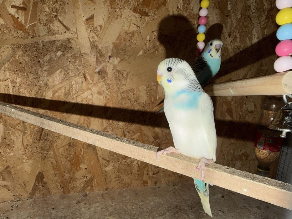 Papagali perusi si turturele diamant