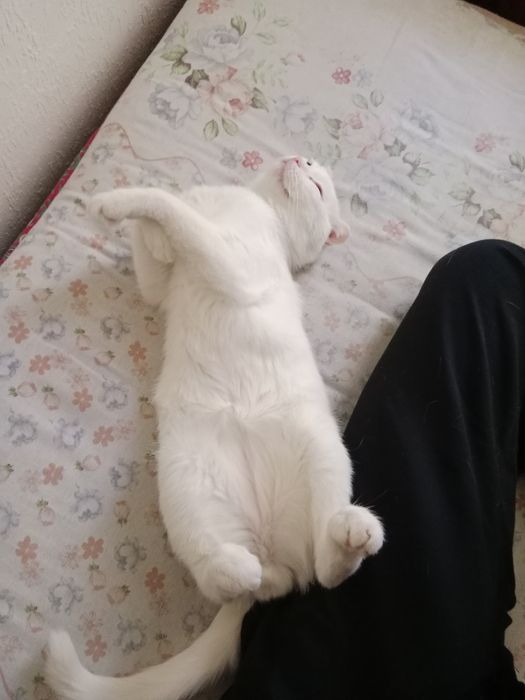 Белый пантера / скоттиш фолд