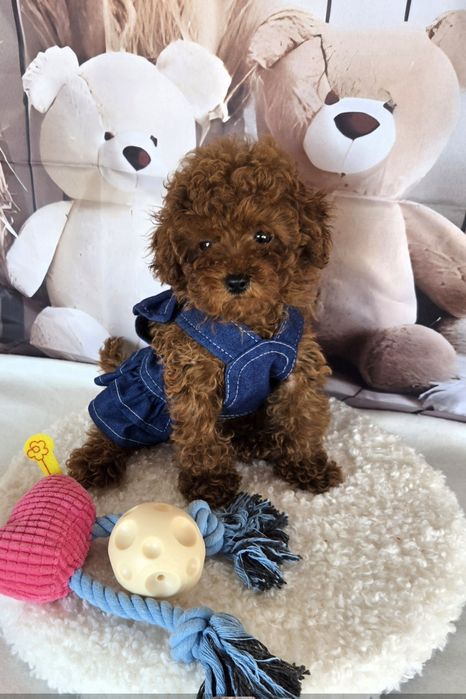 Пудел той/ пудел тийкъп с родословие