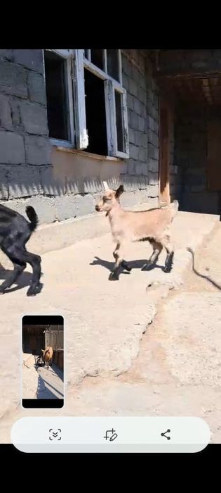 Альпийский жаңа туған ешкі сатылады