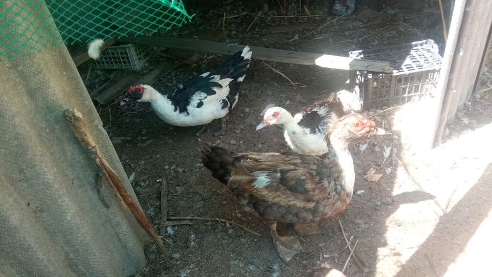 Утки и Шипуны . Домашние.