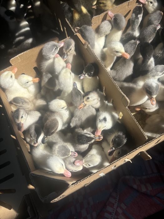 Boboci de rata polara, romaneasca si bboboci de gasca