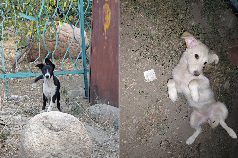 Отдам щенков , возьмите пожалуйста:)