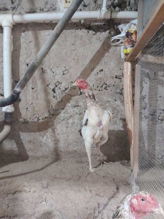 Сотилади тухумда