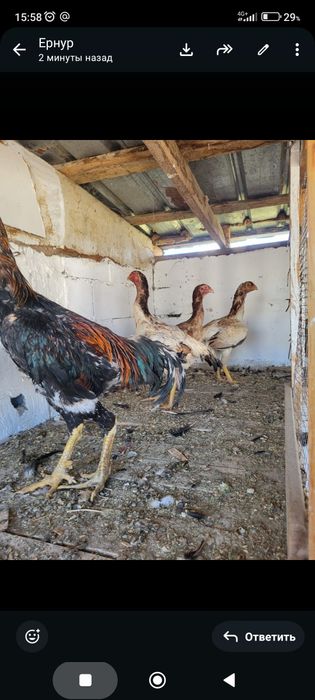 Сатамын дакан мекендер 15000 нан