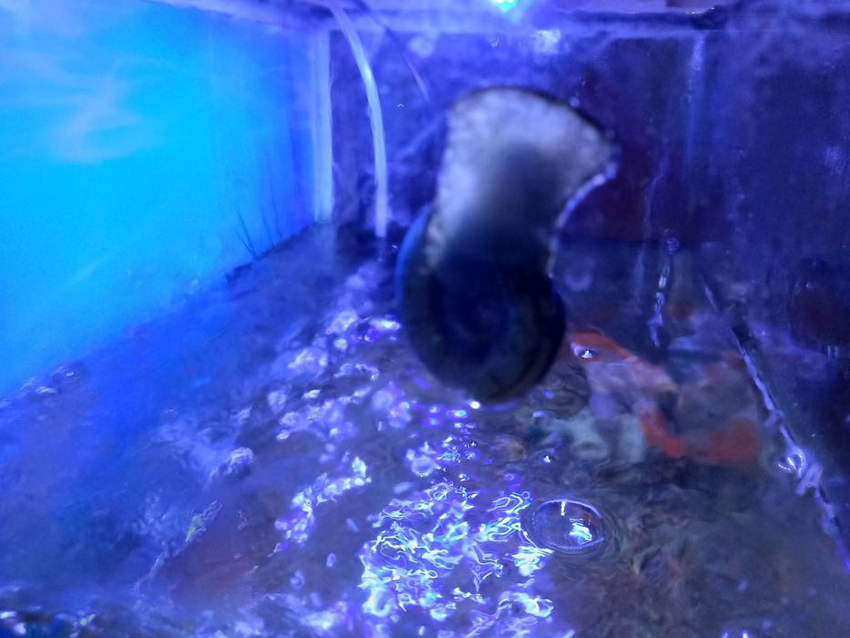 Акварюм с 4 рыбами и 2улитки