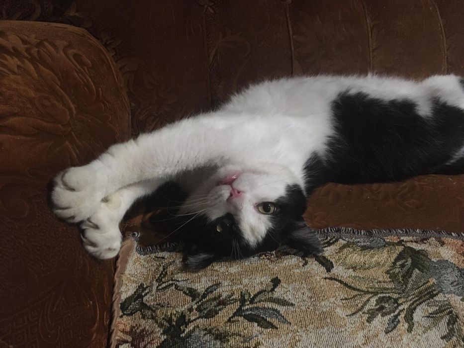 Крупный котик Кузя