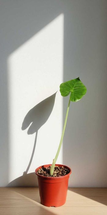 Алоказия Арма Alokaziya Arma