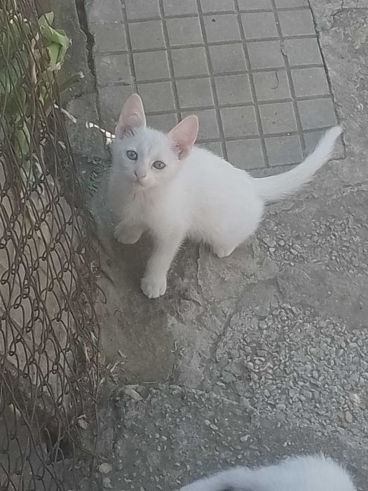 Подарявам малки котета