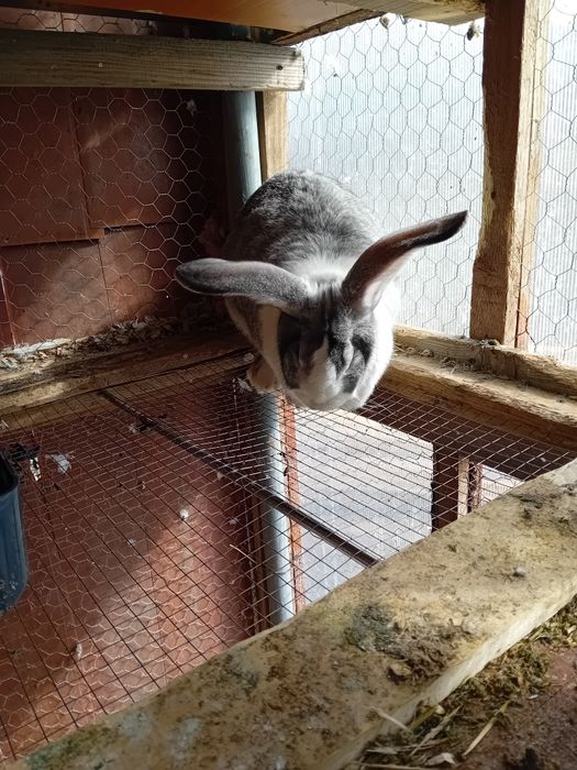 Fluture urias german