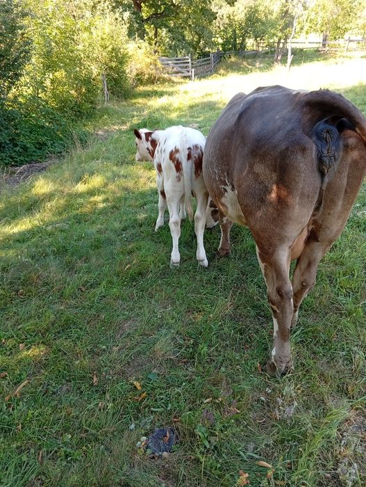 Vând vițea balțata  din vaca buna