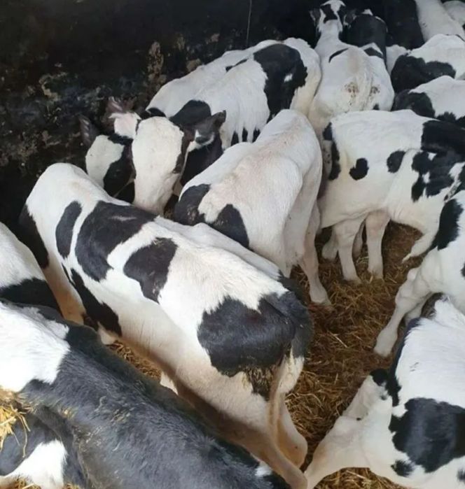 Телята бычки голштин ет