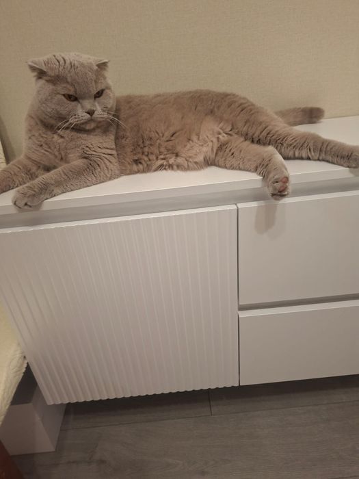 Отдам Британца в хорошие руки