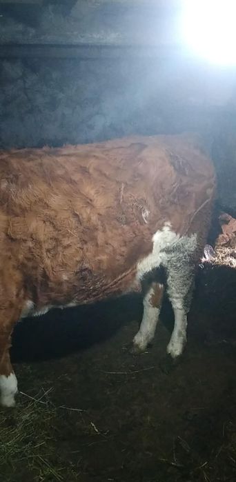 vand juninca gestanta