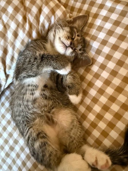 Домашние котята