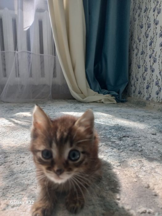 Котенок 1.5 месяцеч