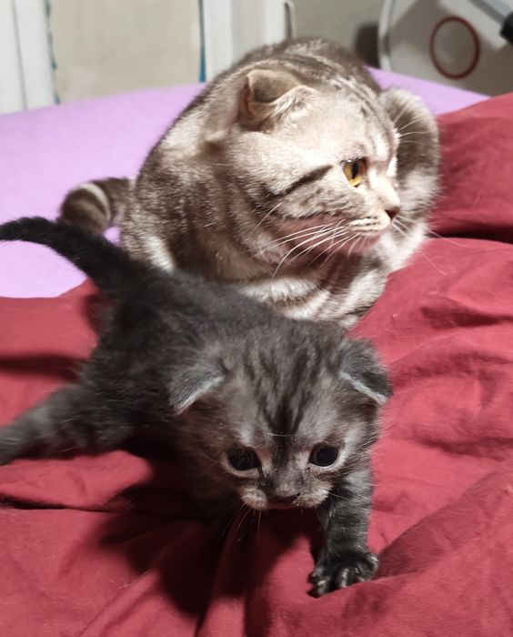 Продам котят шотландских вислоухих