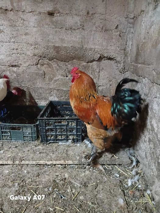 Продам петушков молодняк