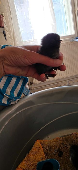 Vand pui de 2 zile