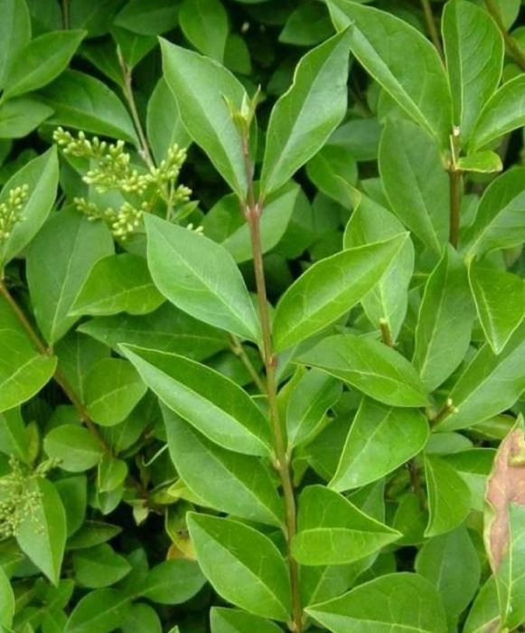 Gard viu ligustrum vulgare (lemn cainesc)