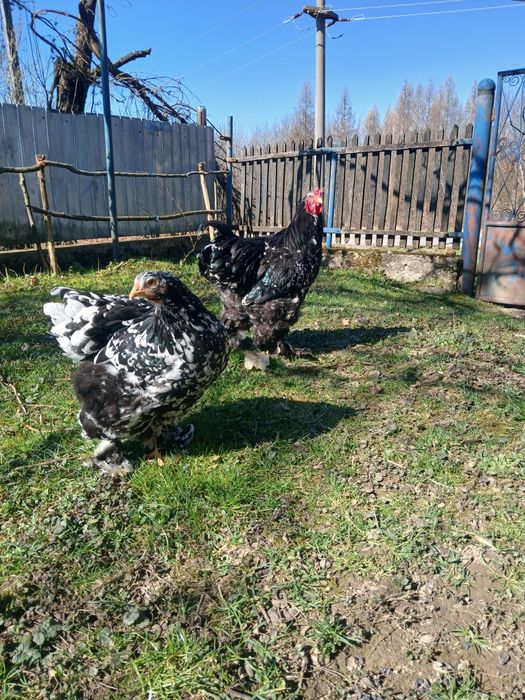 Pereche brahma NEGRU BOBAT