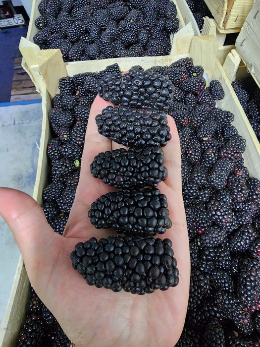 Рассада Ежемалина