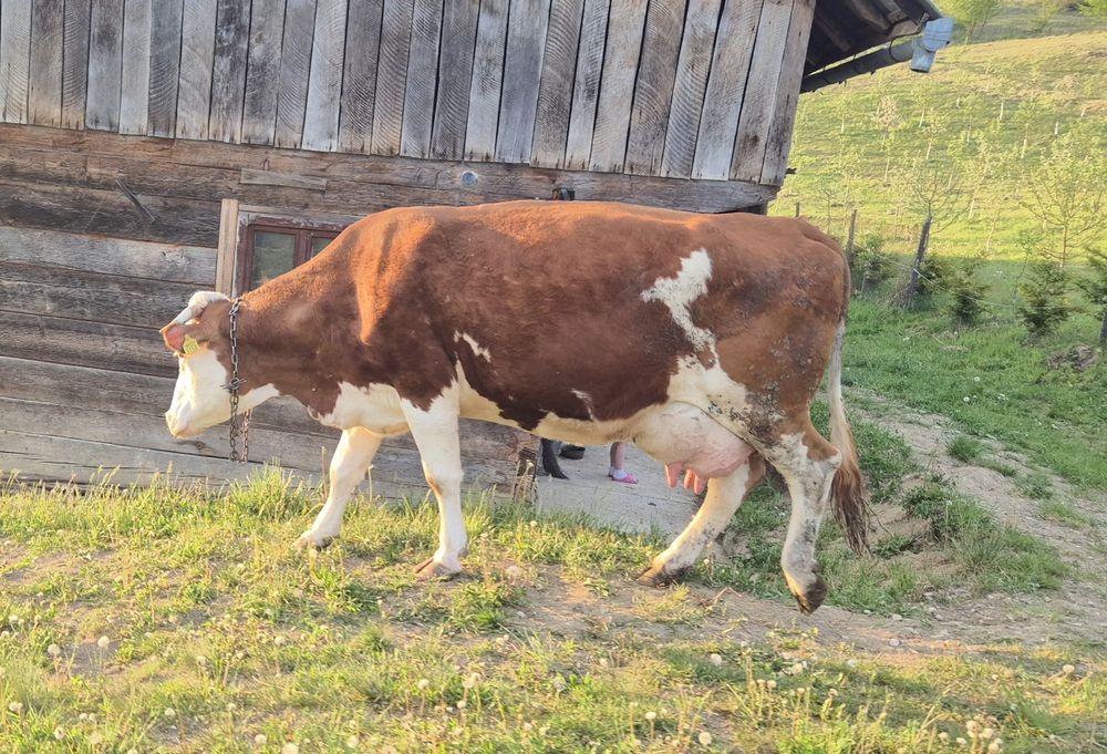 Vacă și vițică de vânzare