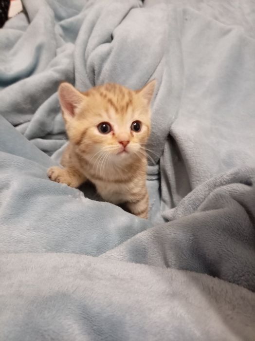 Продам котенок девочка Scottish Straight
Мама