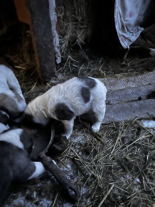 Продам щенков осталось два в продаже