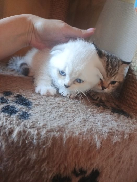Чистокровные британцы котята