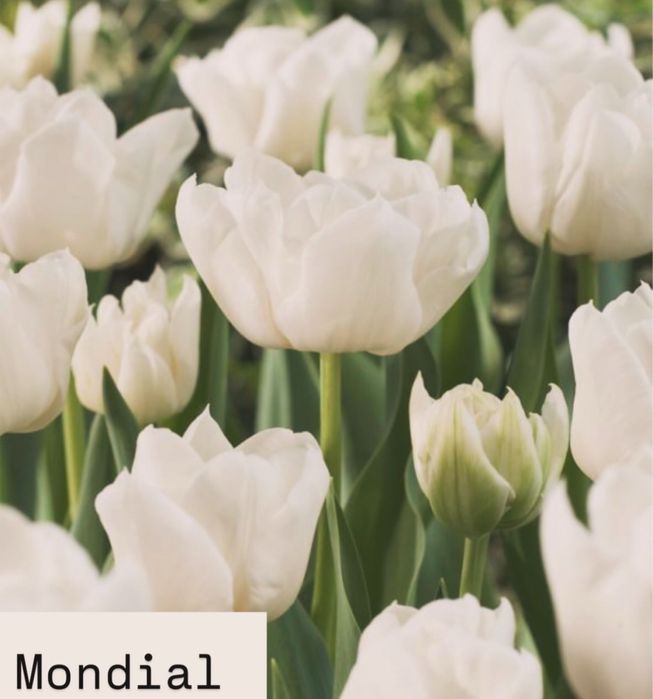 Тюльпаны оптом из собственной теплицы