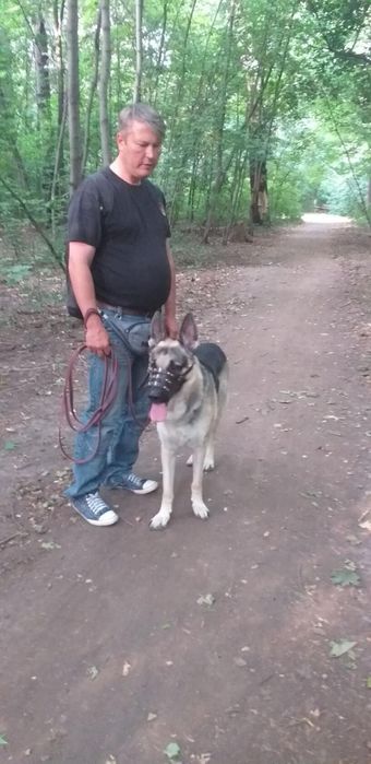 Дрессировка собак